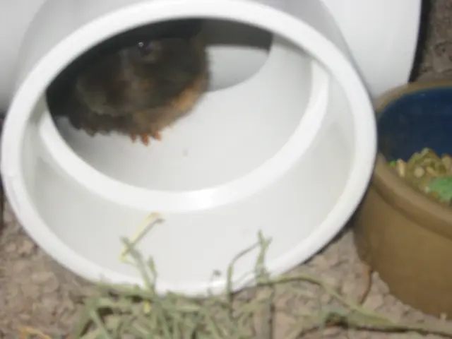 snoozer finds the pipe