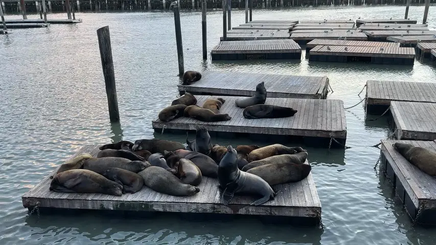 sea lions