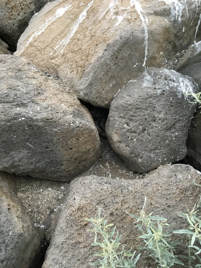 hidden penguiin