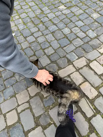 cat at Schloß Braunfels