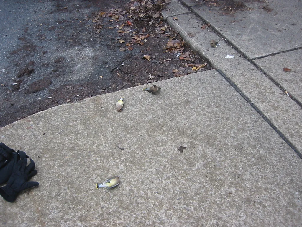 dead birds, IMG_0011