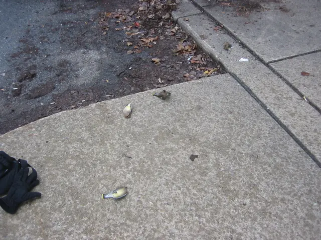dead birds, IMG_0011