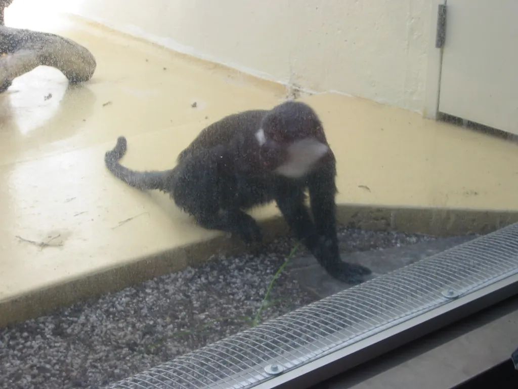 oscon 2003, monkey