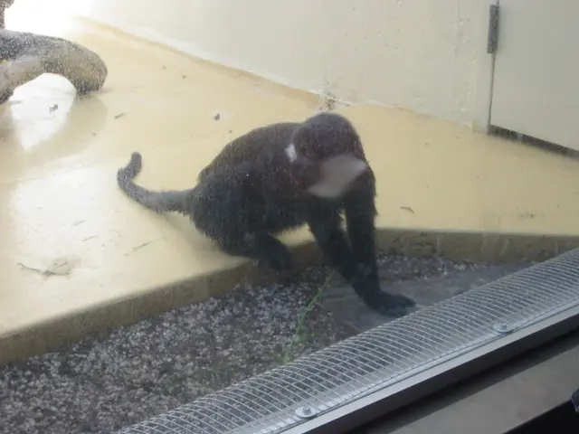 oscon 2003, monkey