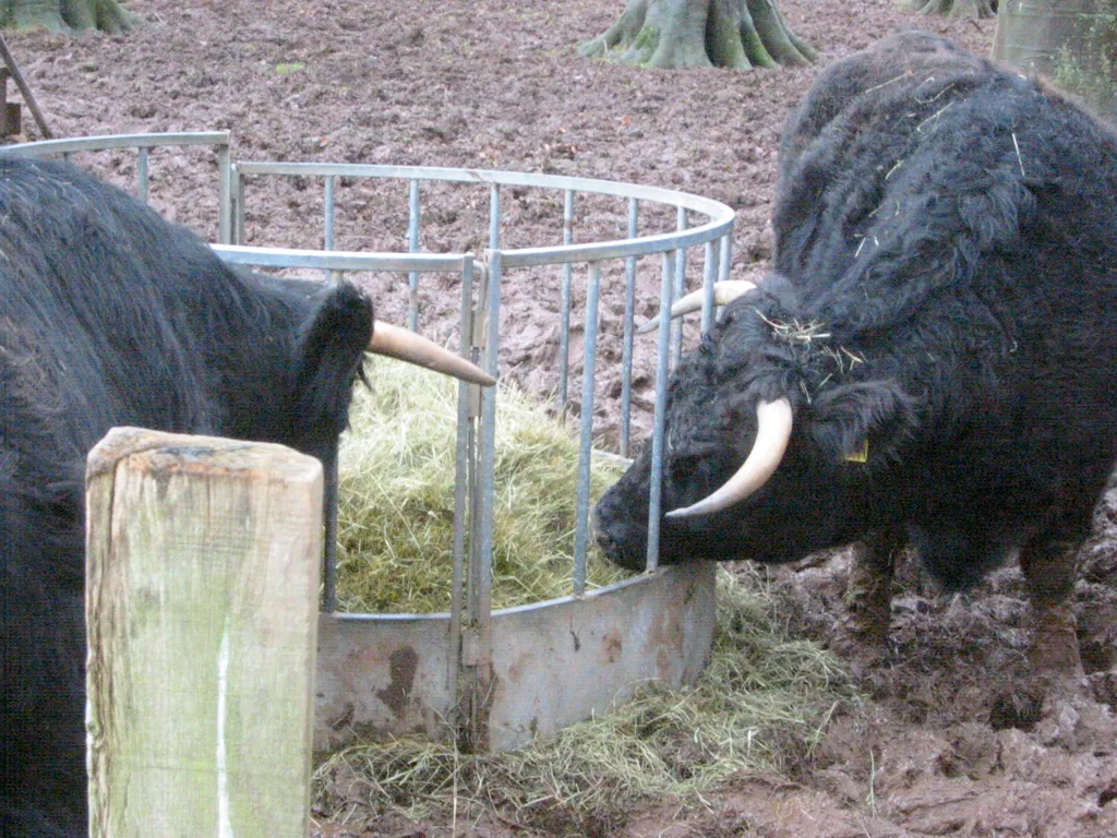 bulls_2