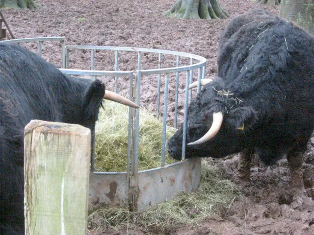 bulls_2