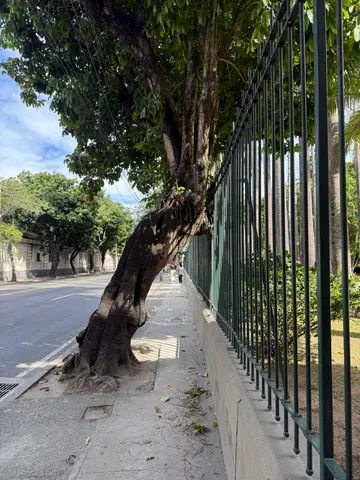the Botanical Garden in Rio