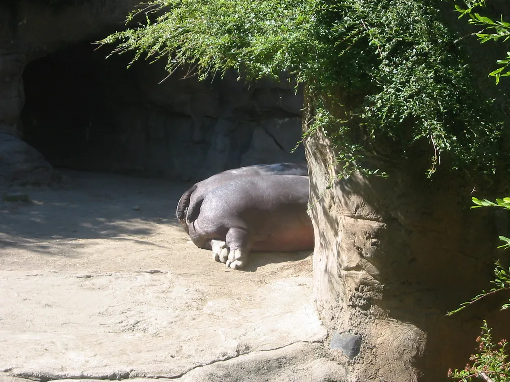 oscon 2003, hippo-butt