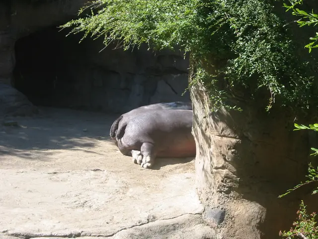 oscon 2003, hippo-butt