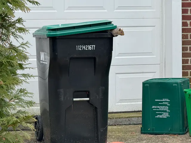 trash squirrel