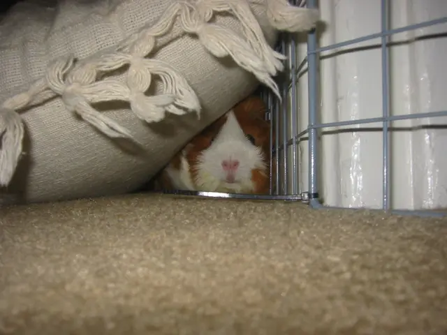 wookiee realizes that she cannot hide