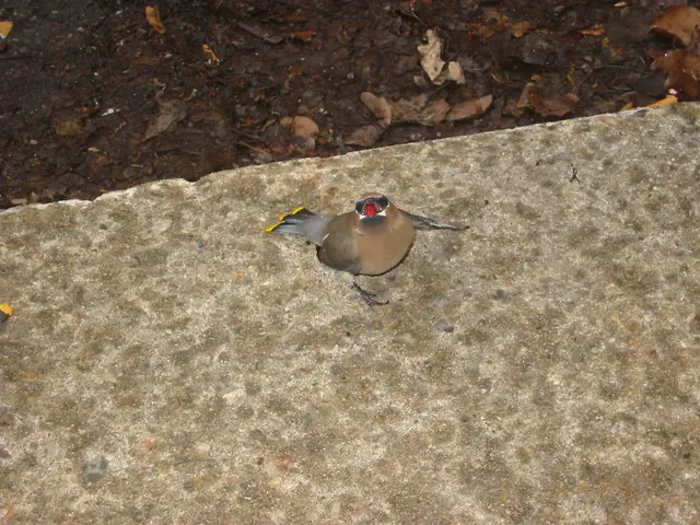 dead birds, IMG_0012