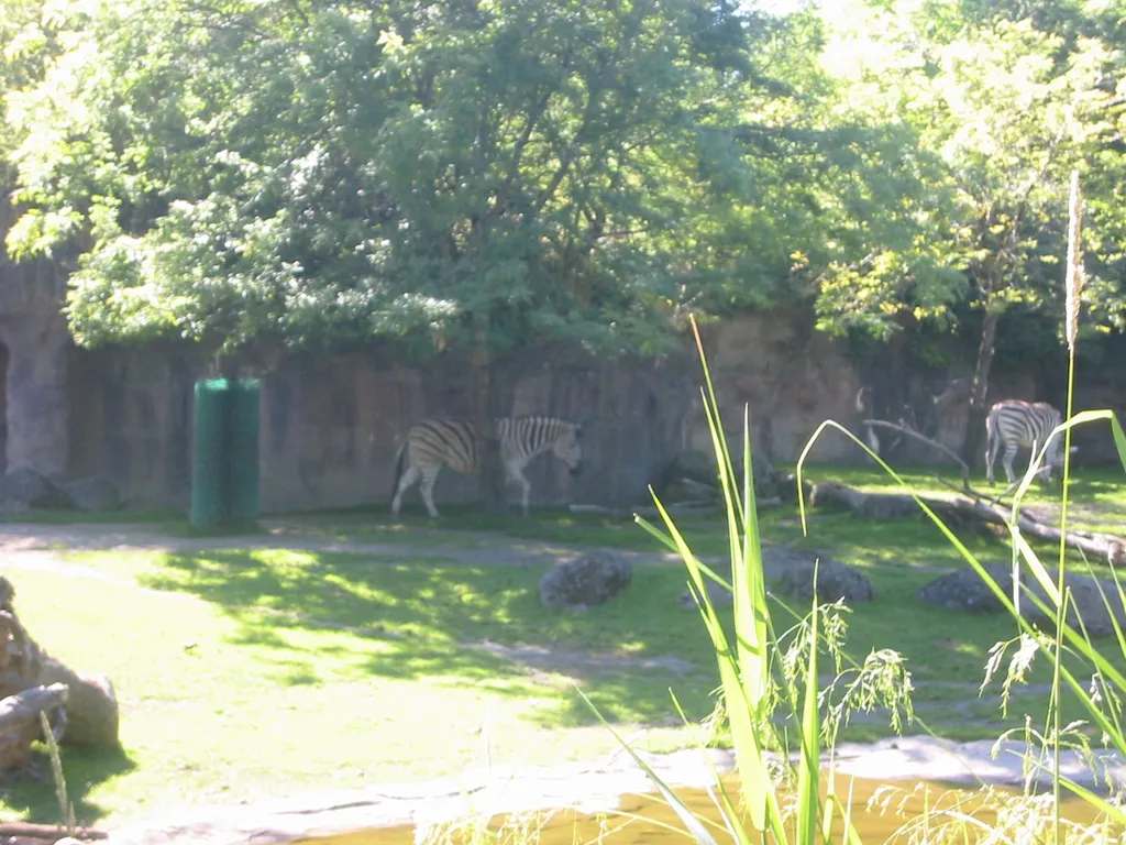 oscon 2003, zebra-2