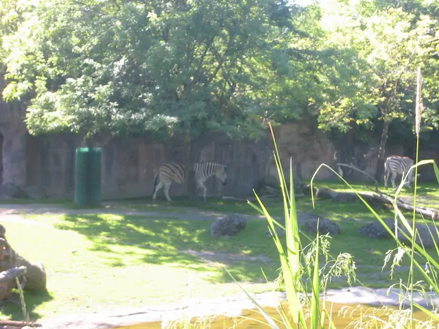 oscon 2003, zebra-2