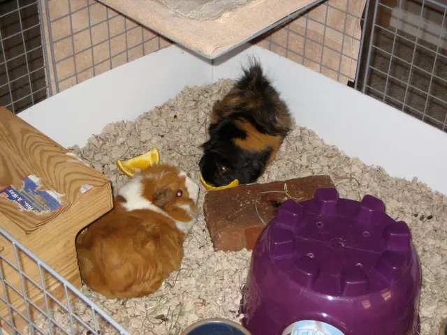not not a guinea pig