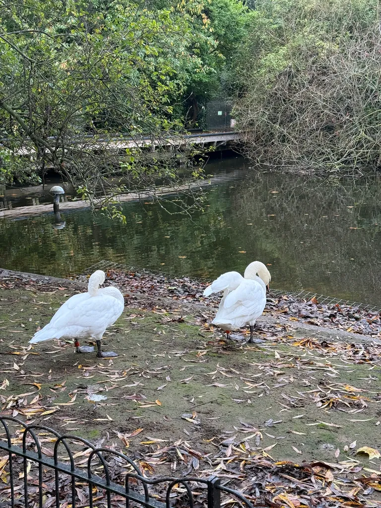 swans