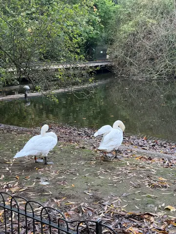 swans