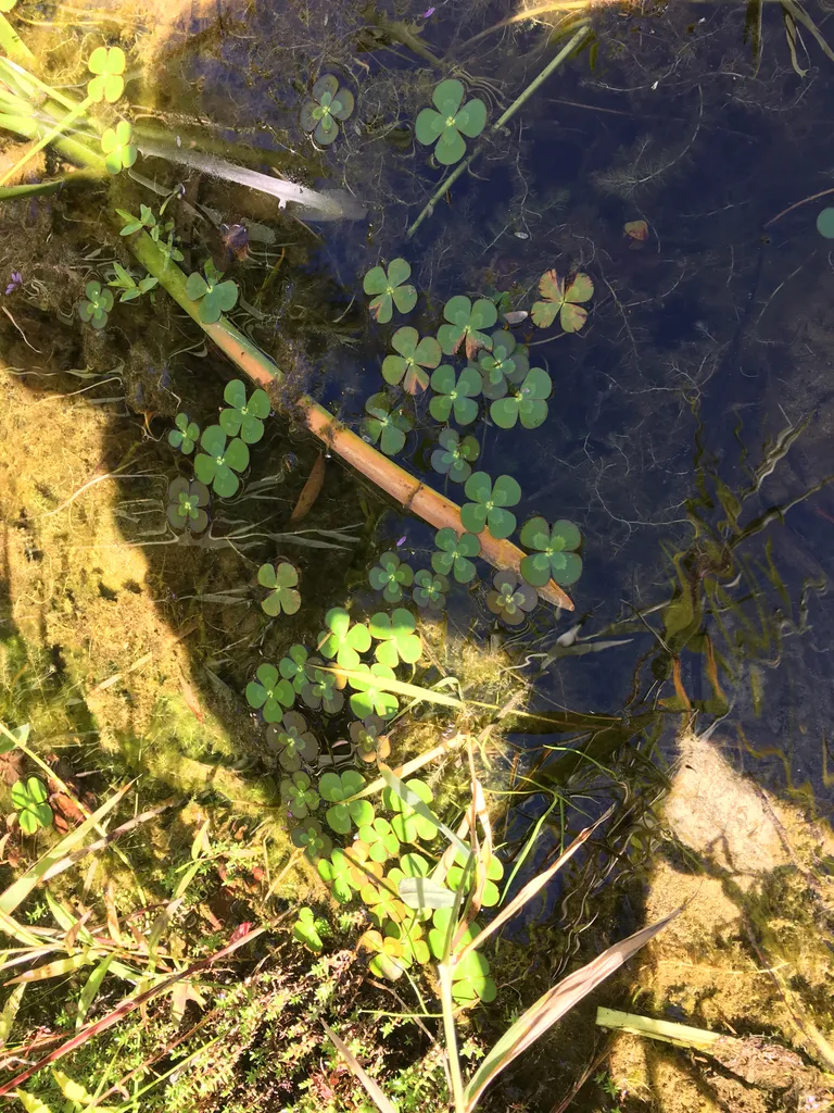 fishies!
