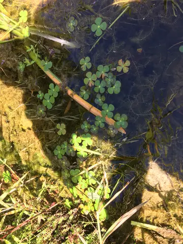 fishies!