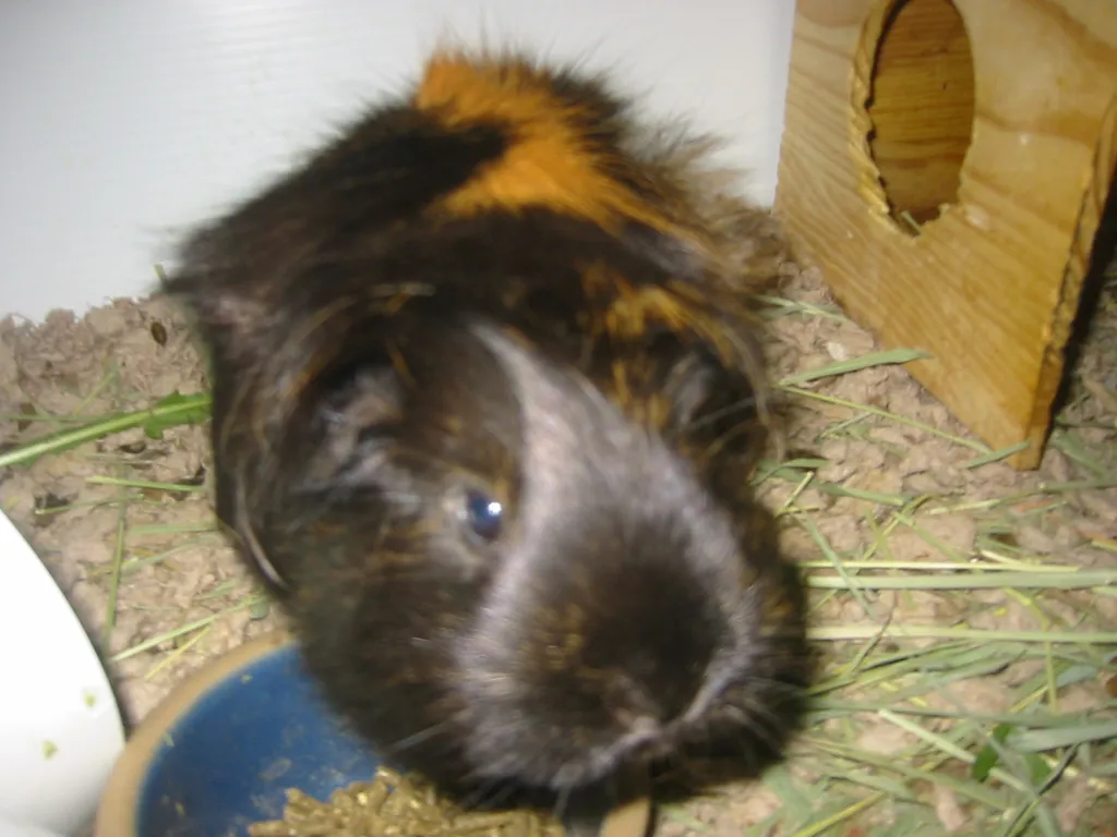 snoozer close-up