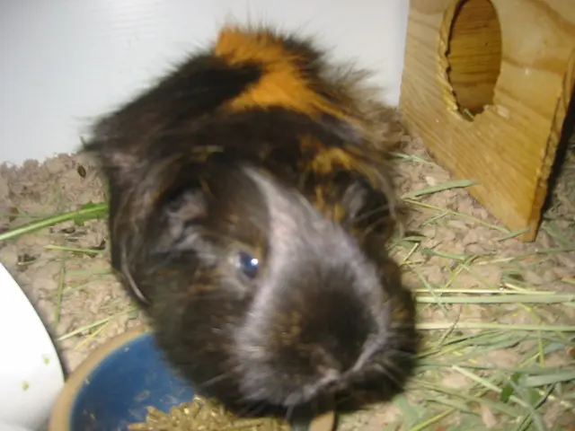 snoozer close-up