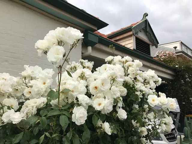 Tasmanian roses