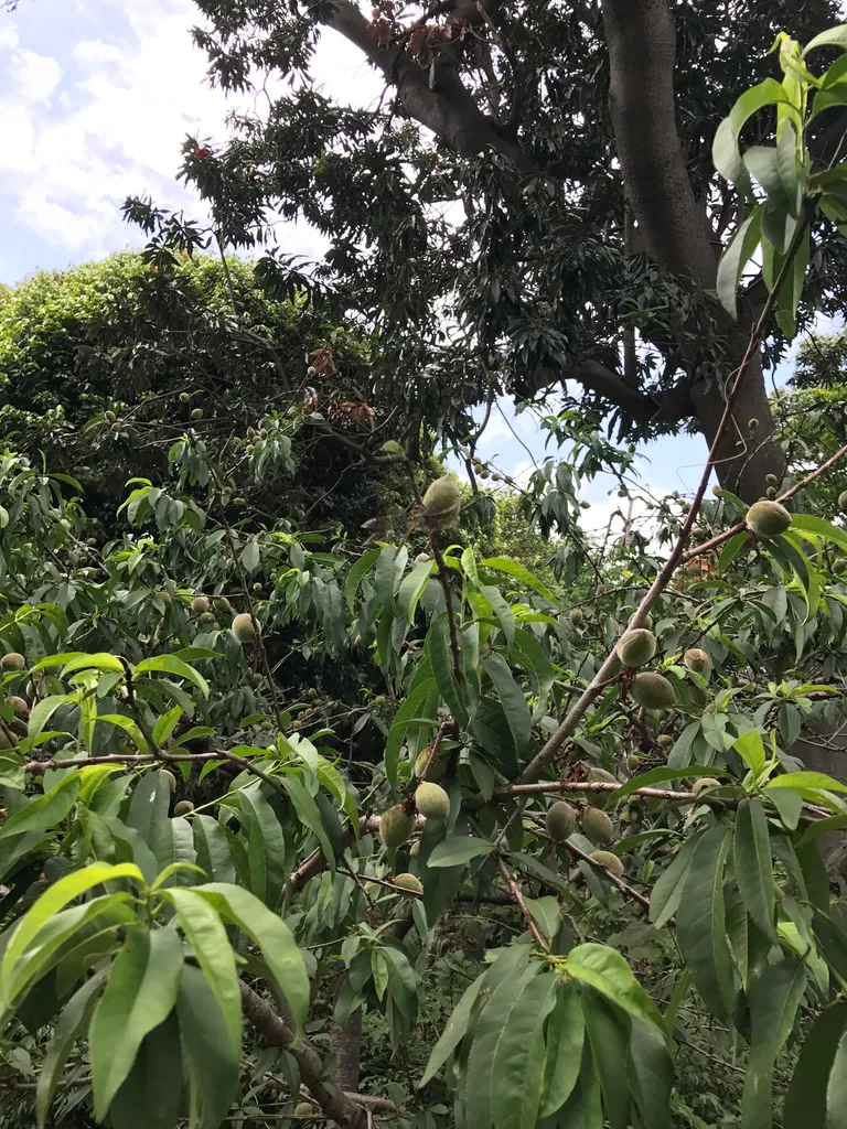 Sydney botanical gardens