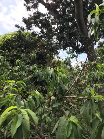 Sydney botanical gardens