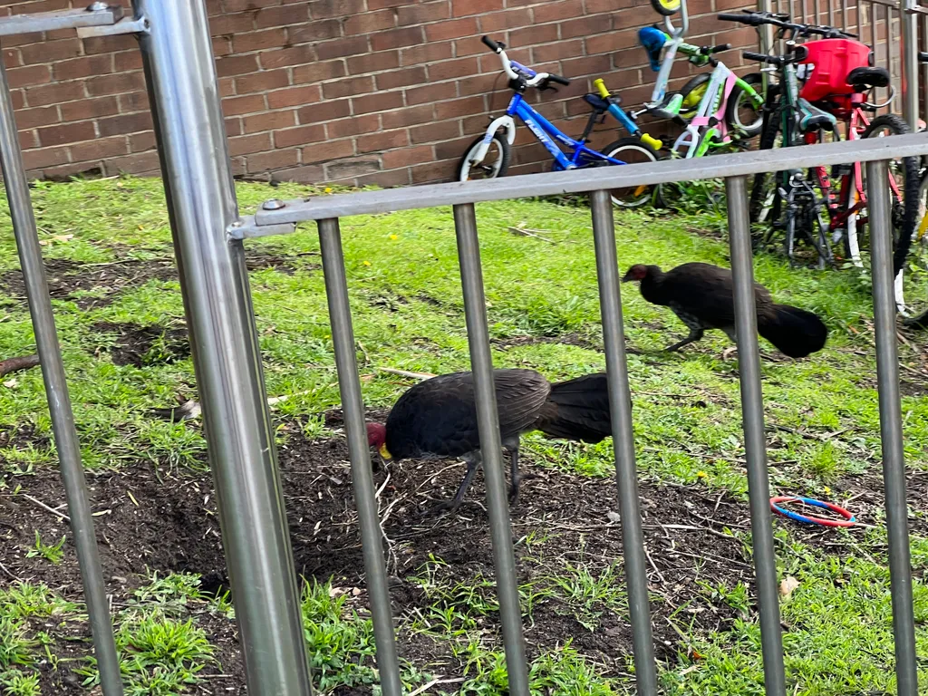 brush turkeys!