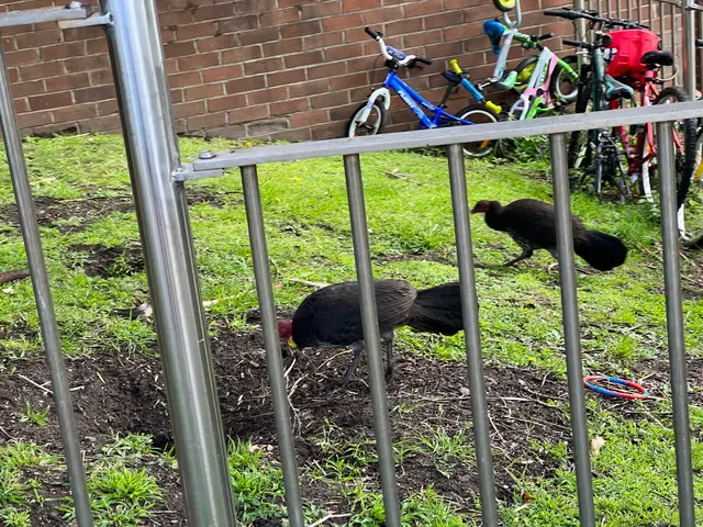 brush turkeys!