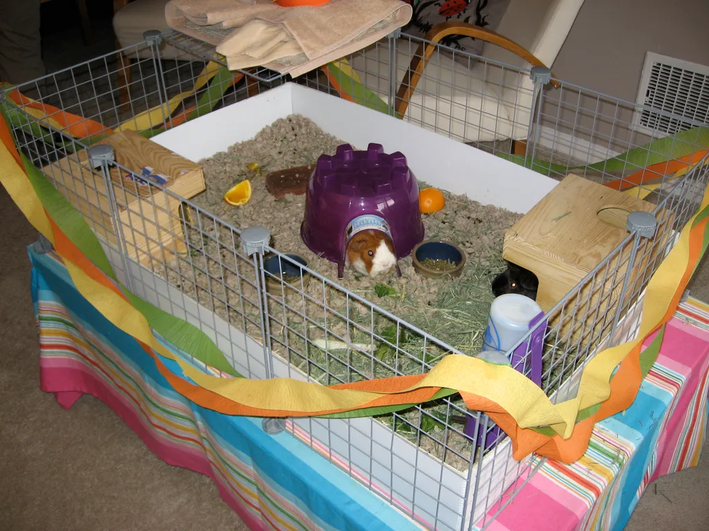 spangled cavy cave