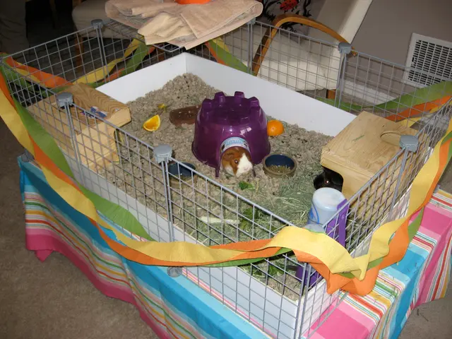 spangled cavy cave