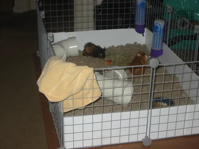 snoozer and wookiee