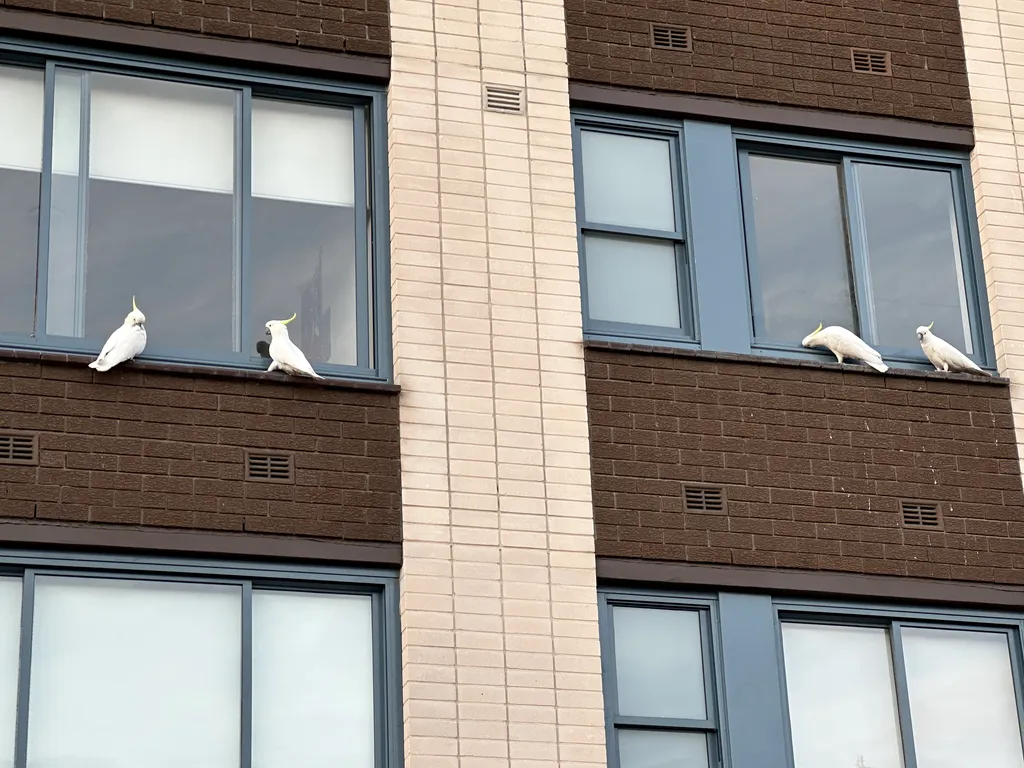 Australian birds
