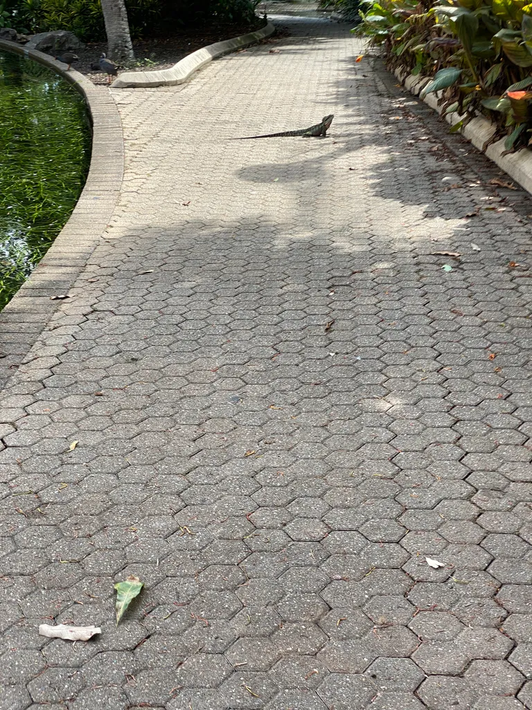 Brisbane lizard