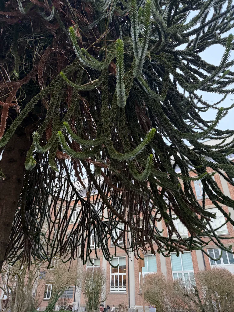 what is this tree?