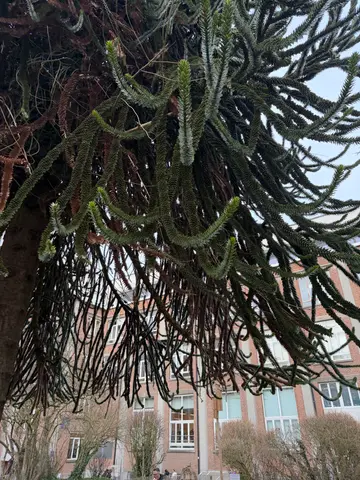 what is this tree?