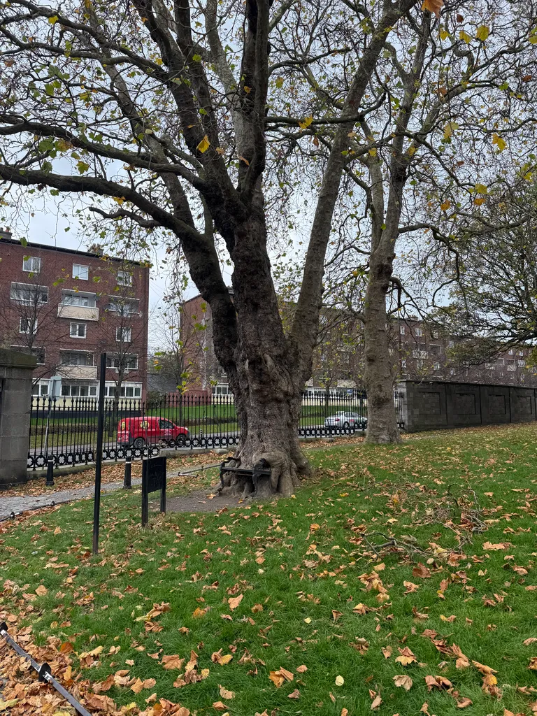 the hungry tree