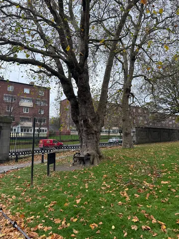 the hungry tree