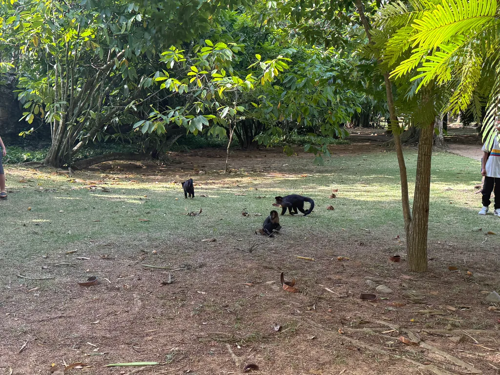 the Botanical Garden in Rio