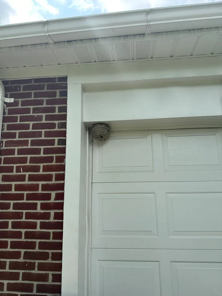wasp nest