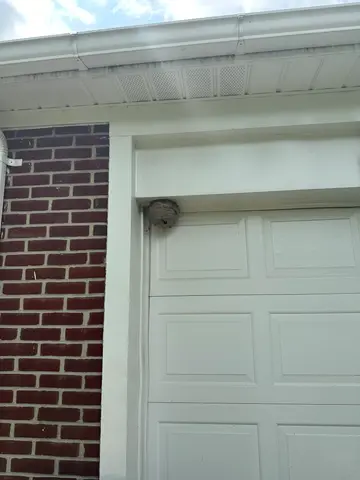 wasp nest