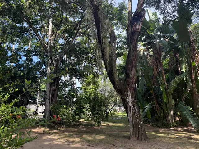 the Botanical Garden in Rio