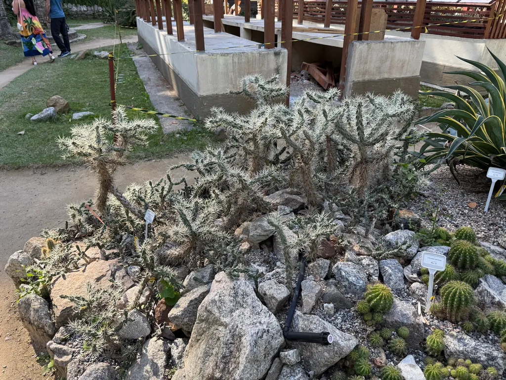 the Botanical Garden in Rio
