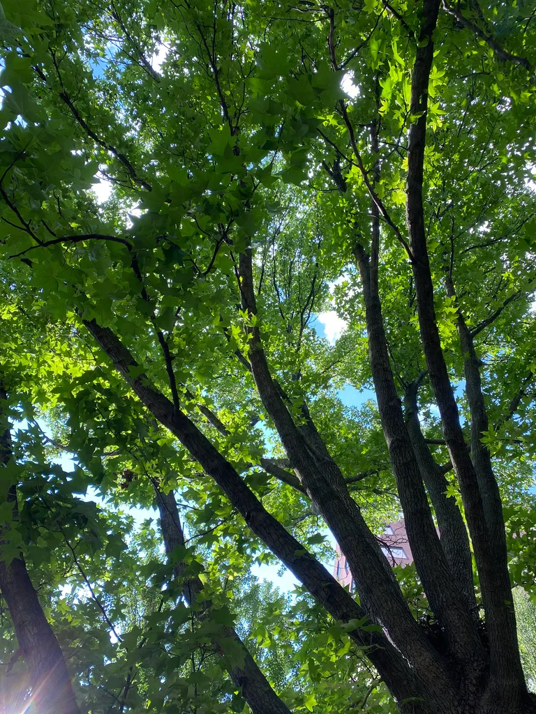the view up from the rose garden