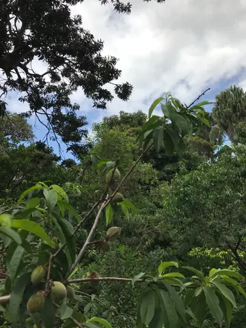 Sydney botanical gardens