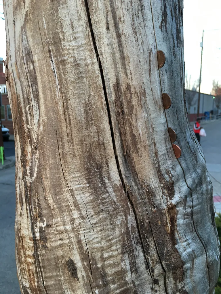 pennies in a tree