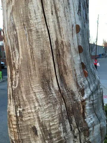 pennies in a tree