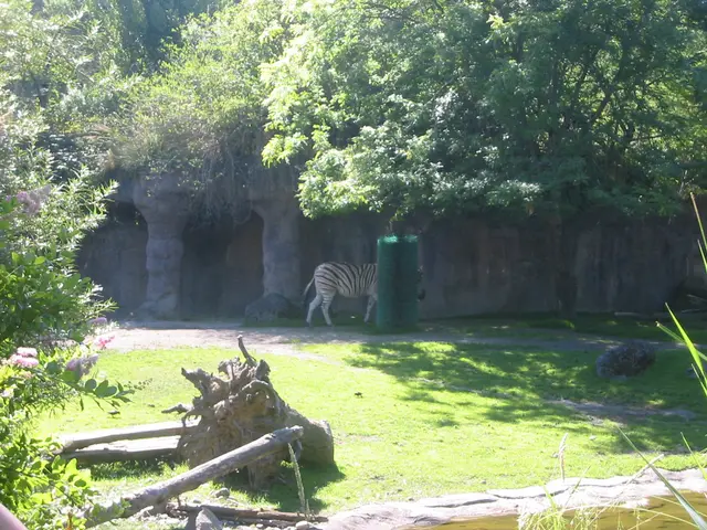 oscon 2003, zebra-1