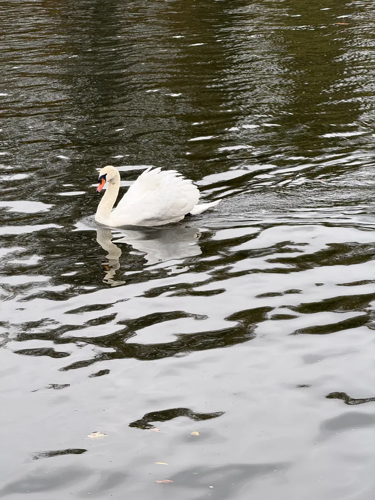 Thames swans